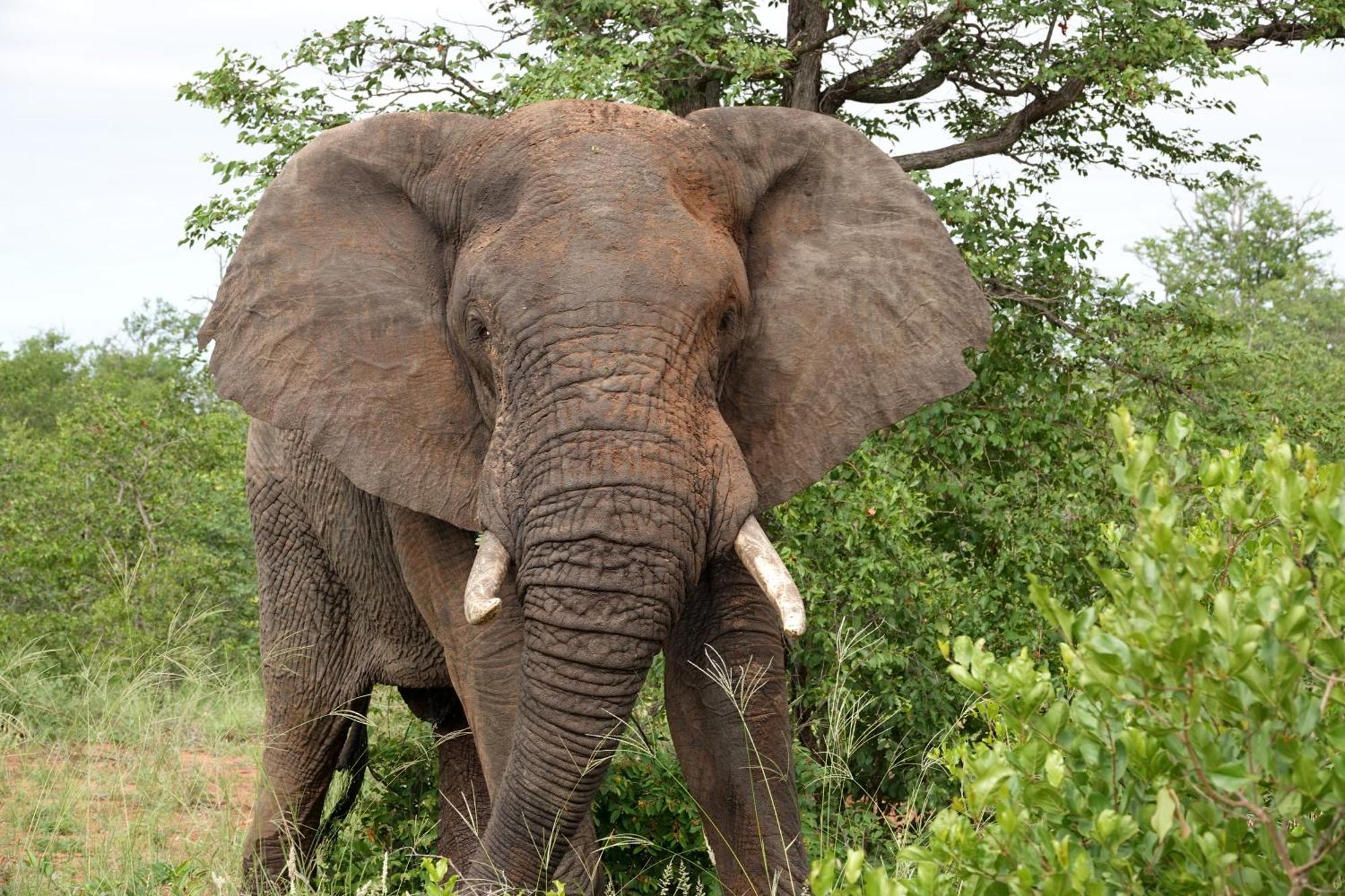 Senalala Safari Lodge Частный заповедник Класери Экстерьер фото
